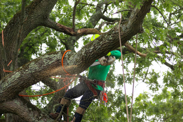 How Our Tree Care Process Works  in  Morehead City, NC